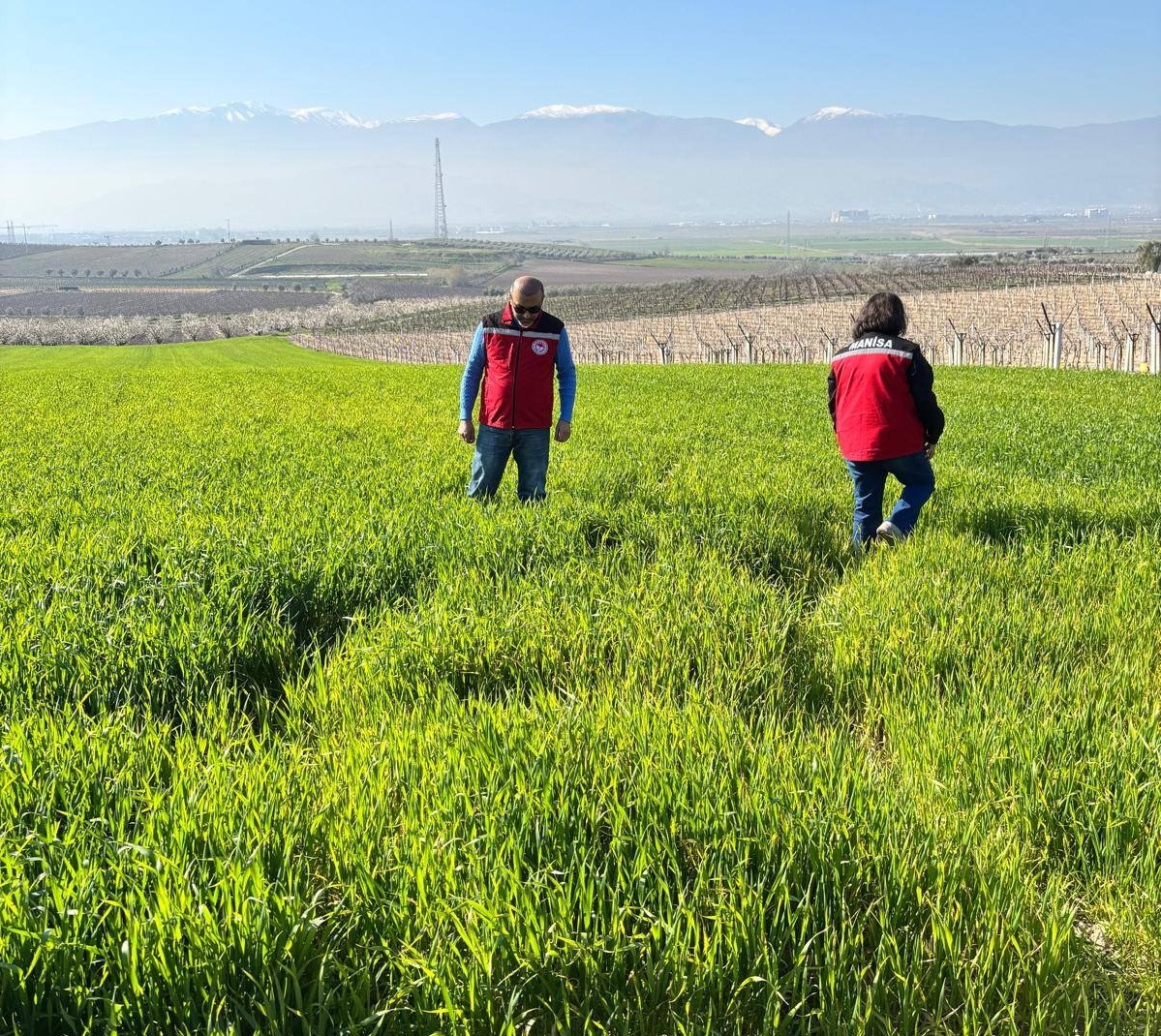 Manisa’da buğday üreticilerine ‘Septorya’ uyarısı
