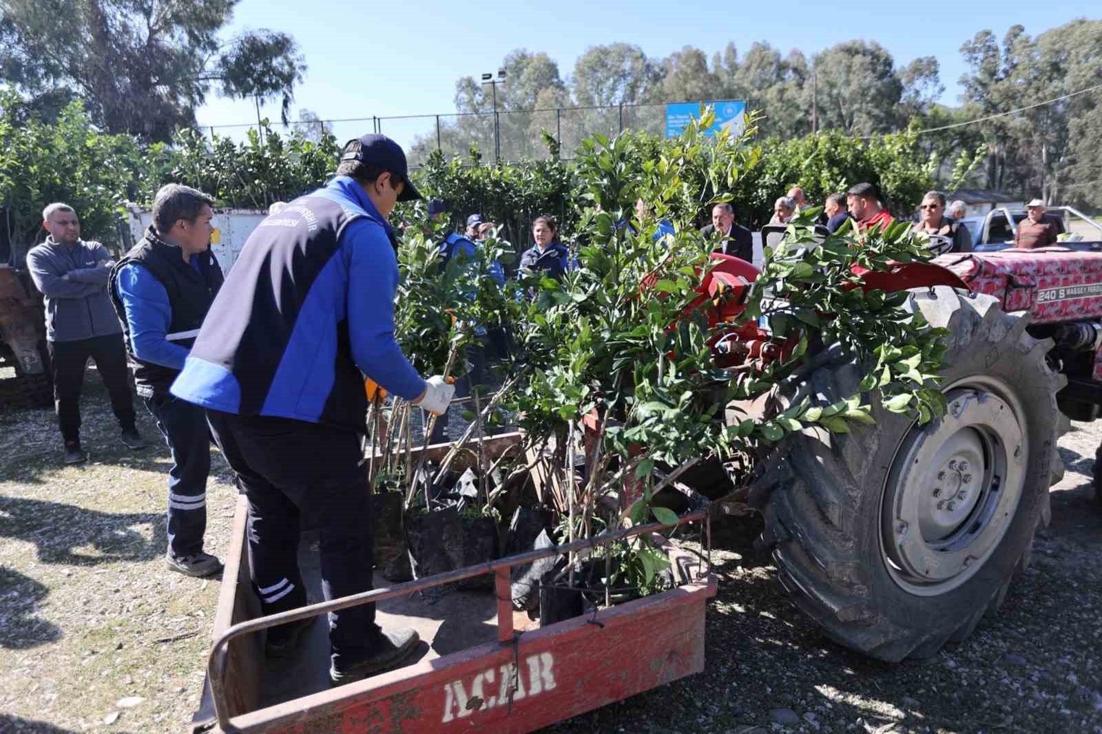 Zirai dondan zarar gören üreticilere fidan desteği
