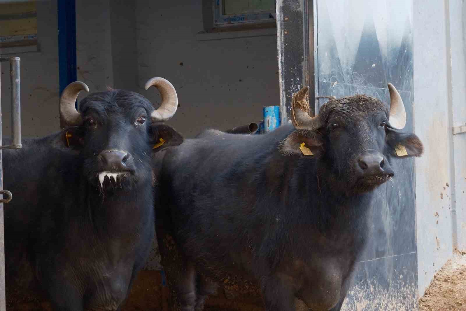 Türkiye’nin yeni manda ırkı Murana süt verimi ile dikkat çekiyor
