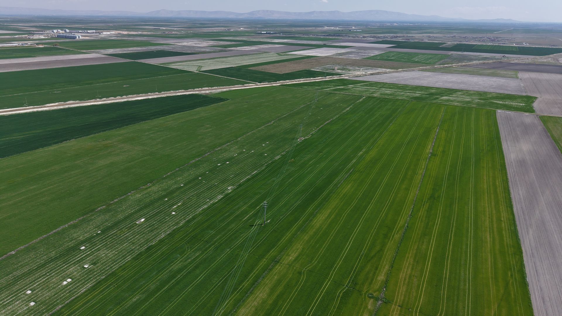 Konya Ovası'nda yağışlarla hububatta 500 bin ton rekolte artışı bekleniyor.