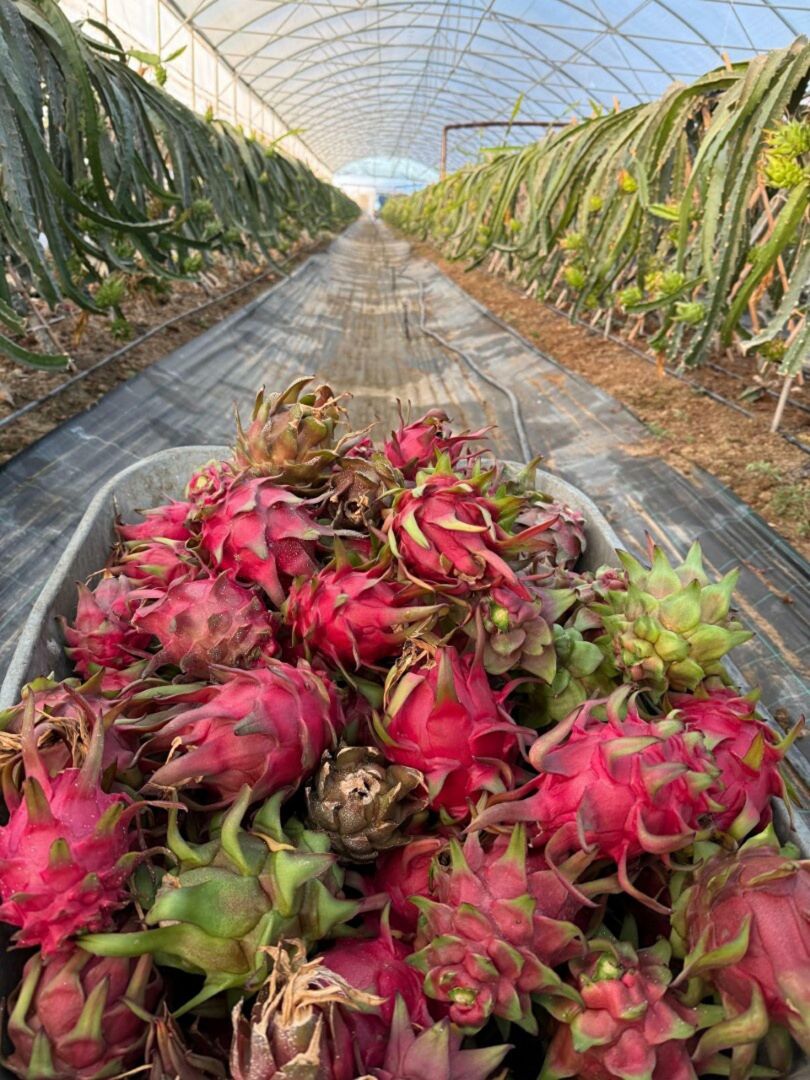 Genç mühendis adayından tropikal serada akıllı dönem.