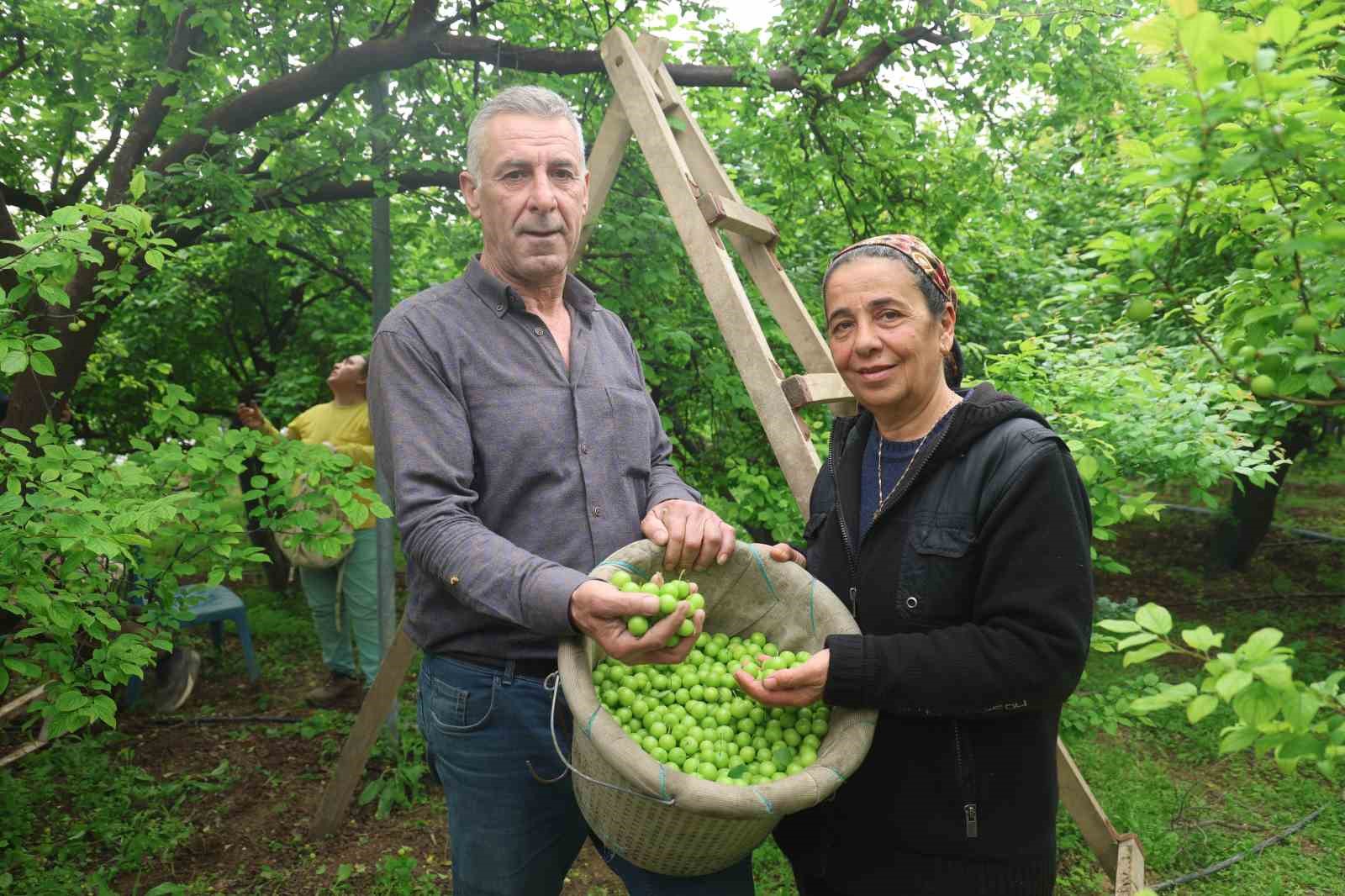 Turfanda can eriği Avrupa ülkelerine ihraç ediliyor
