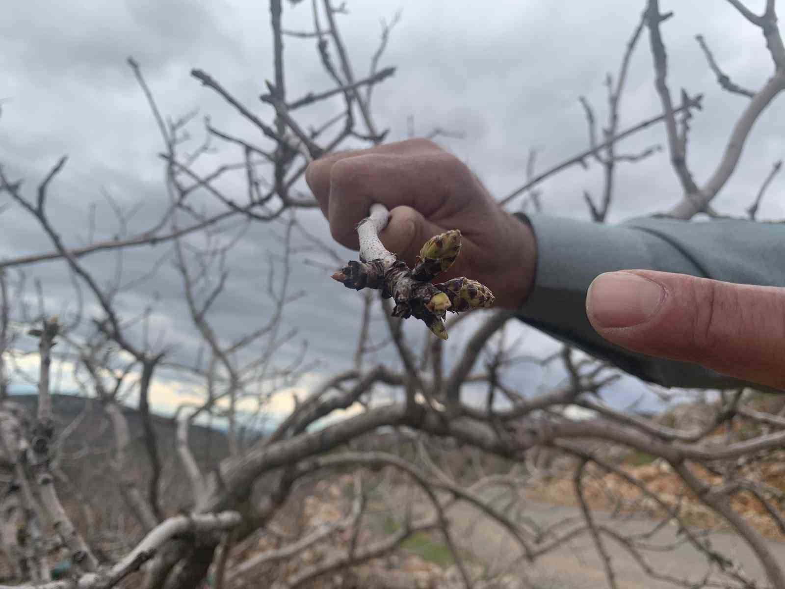 Kar ve yağmur bereketi: Antep fıstığında kuraklık endişesi geçti
