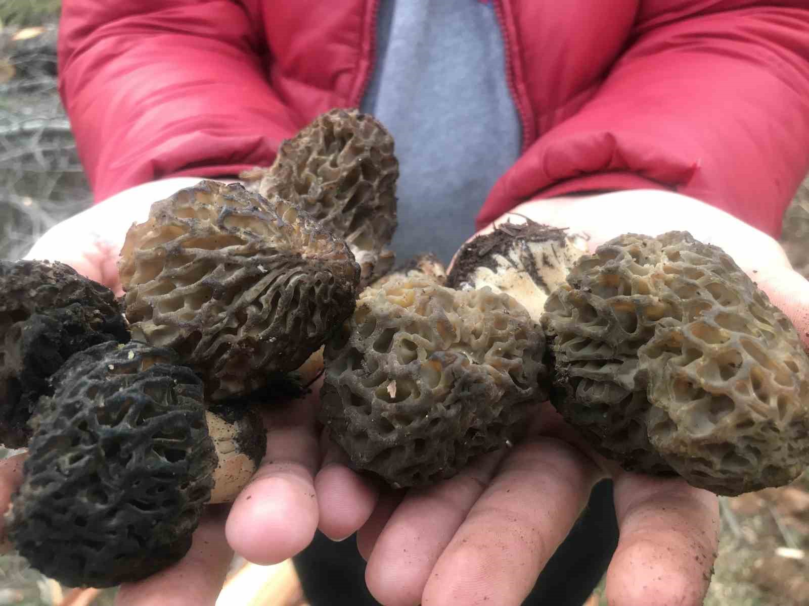 Bin 800 rakımlı dağlardan toplanıp kilosu bin 500 liradan satılıyor
