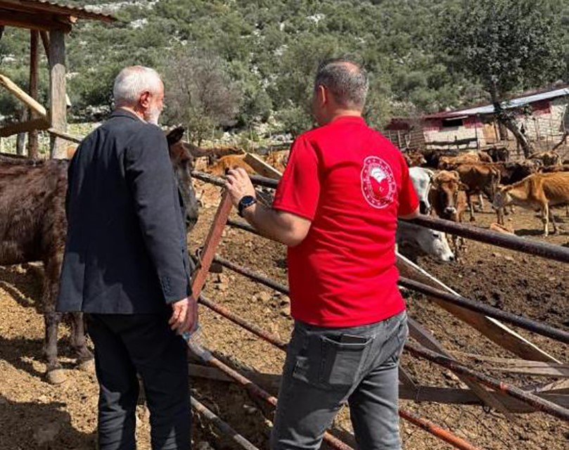 Adana’da "Güney Sarısı" bereketi: Yerli ırk üreticinin yüzünü güldürüyor
