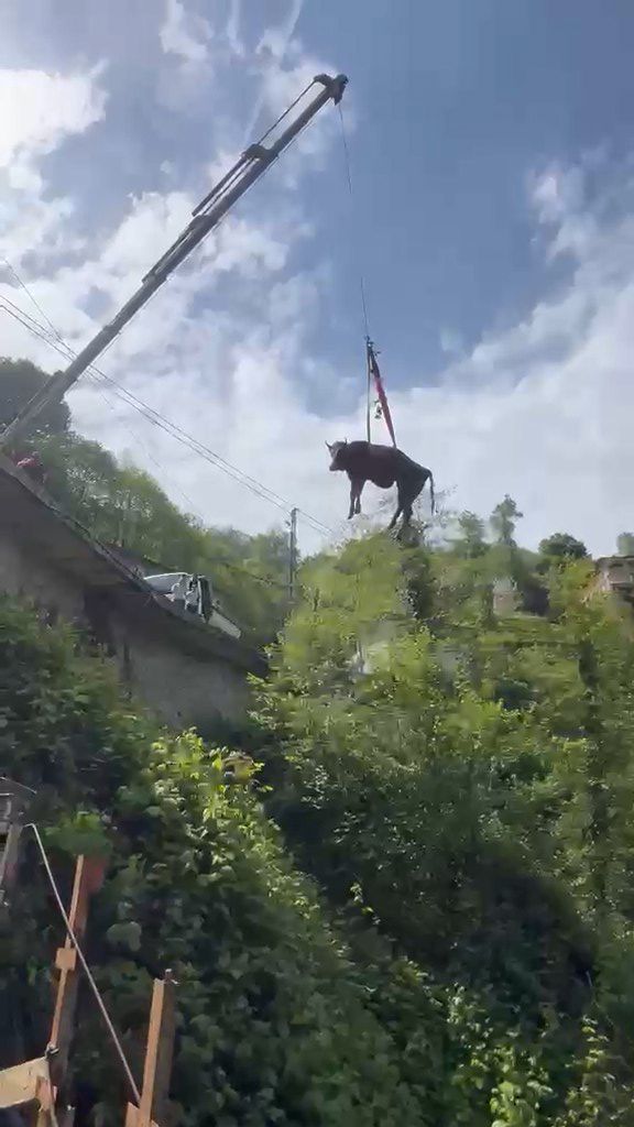 Dere yatağına düşen inek, vinçle kurtarıldı.