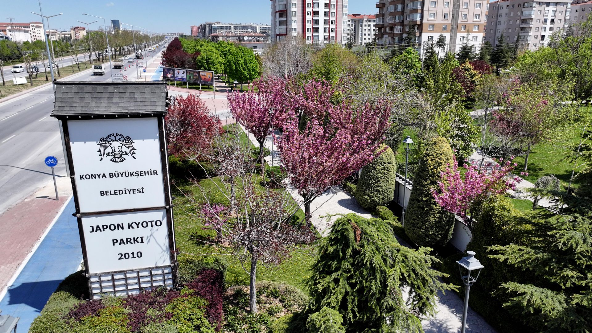 SAKURALAR İÇİN JAPONYA’YA GİTMENİZE GEREK YOK; KONYA’DA SAKURA MEVSİMİ BAŞLADI.