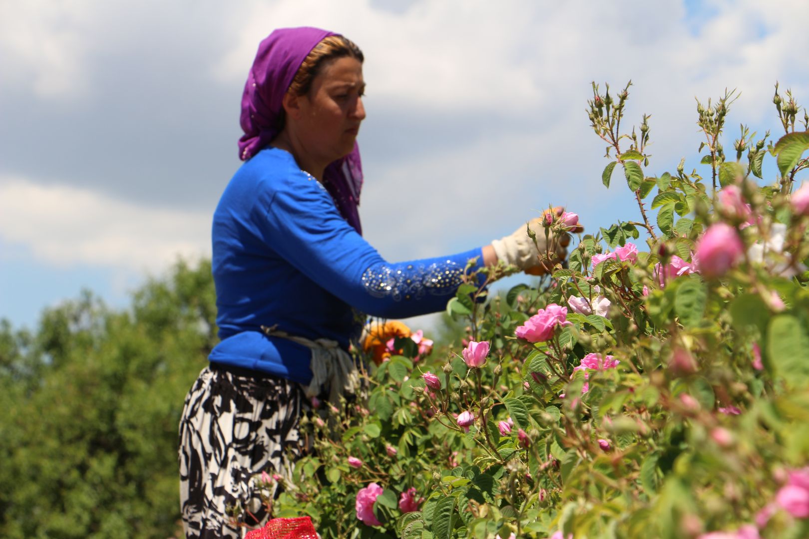 Gül sezonu başladı.