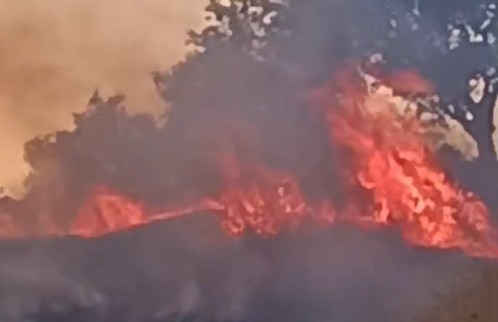 Aydın’da zira alan yangını
